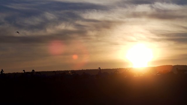 Fr&uuml;hling in Schweden - Wasserv&ouml;gel