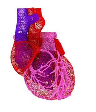 Human heart