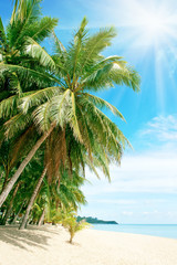 beach with palm tree over the sand