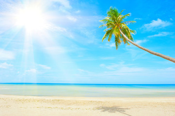 beach with palm tree over the sand