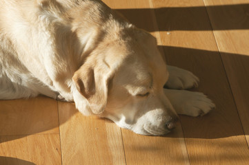 close up from above the old yellow labrador sleeping on wooden f
