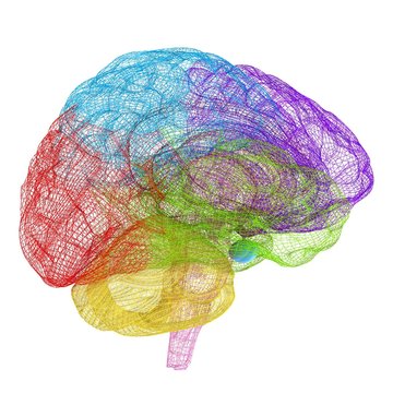 Creative concept of the human brain