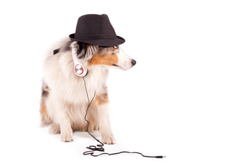 tierisch gute Musik