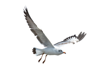 Seagull isolated on white