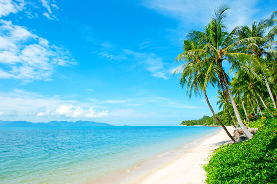 Coconut palm trees perspective view