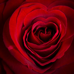 herzförmige Rose