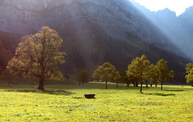 Bergahorn im Großen Ahornboden im Karwendel
