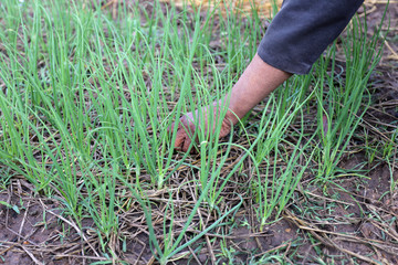 Fototapeta premium Hand picking grass.