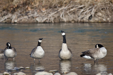 Canada Goose Singing for Joy in the River