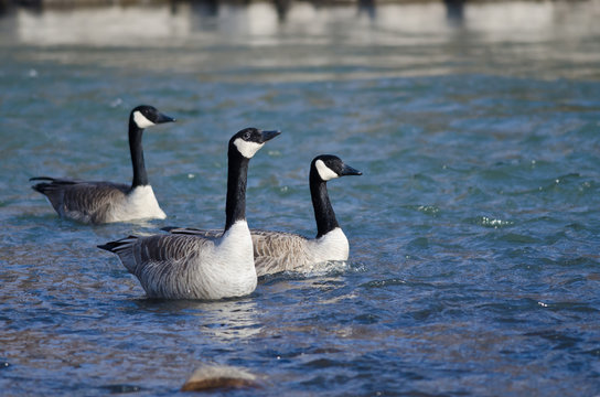 Three Canada Geese Swimming in the Blue Water