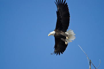 Bald Eagle Hunting On The Wing