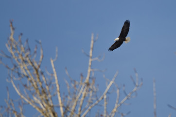 Bald Eagle Flying Above The Trees