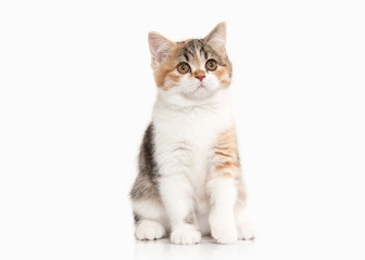 Cat. Scottish highland kitten with white on white background