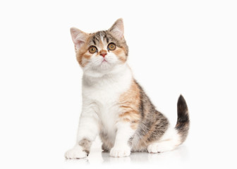 Cat. Scottish highland kitten with white on white background