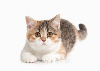 Obraz premium Cat. Scottish highland kitten with white on white background