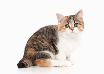 Cat. Scottish highland kitten with white on white background