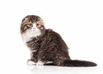 Cat. Scottish highland kitten with white on white background