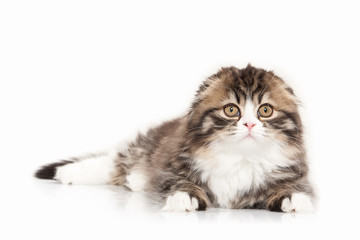 Cat. Scottish highland kitten with white on white background