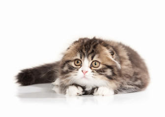 Cat. Scottish highland kitten with white on white background