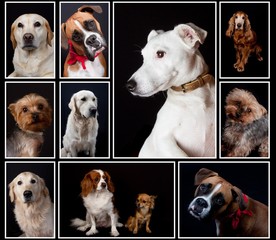 montage chien