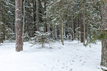 snowy winter forest with snow covered trees