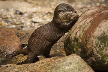 Foto op Canvas Baby otter bij een steen © photoPepp