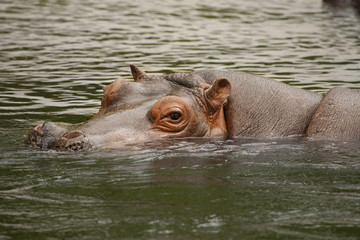 Nijlpaard in het water.