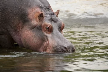 Fototapeten Nijlpaard met snuit in het water. © photoPepp