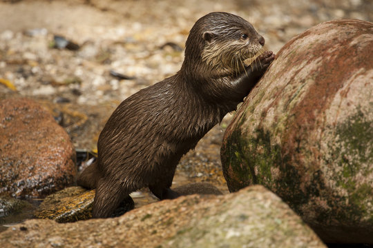 Baby otter bij een steen