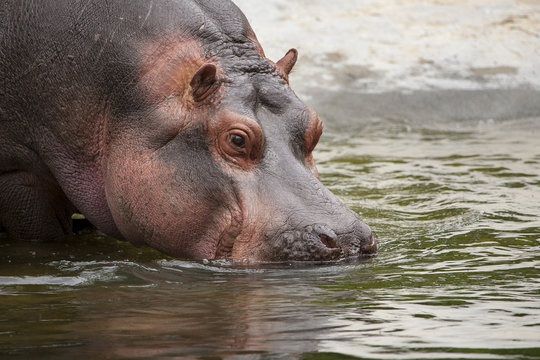 Nijlpaard met snuit in het water.