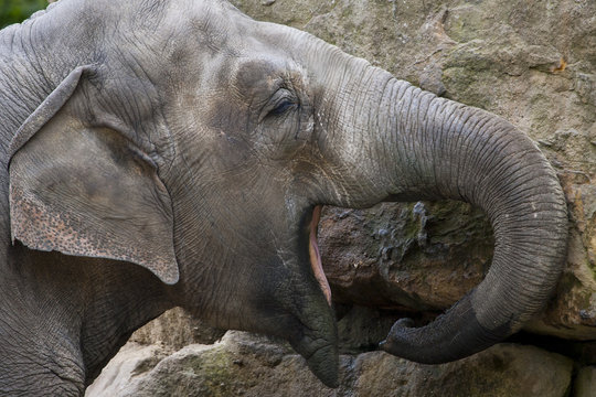 Olifant eet.