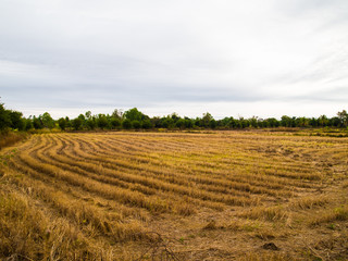 Fototapeta na wymiar The field after the harvest.