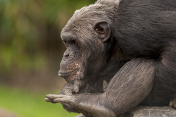Chimpansee in gedachte