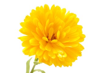  Calendula officinalis