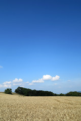 Sommerlandschaft mit Weizenfeld