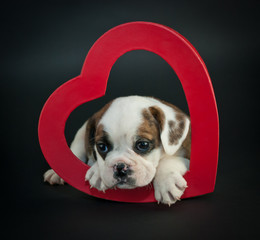 Valentine's Day Puppy