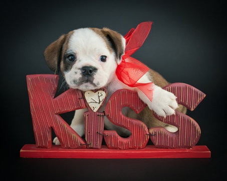 Kiss Me Puppy