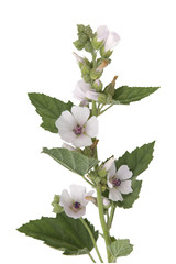 Eibisch; Althaea; Officinalis; Althaea;