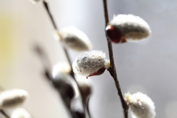 Branch of a willow with a fluffy flower