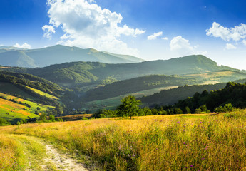 Obraz premium path on hillside meadow in mountain