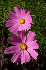 Obraz premium Flower