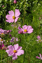 Fototapeta premium Flower