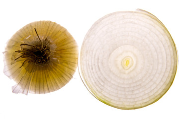 backlit white onion slice