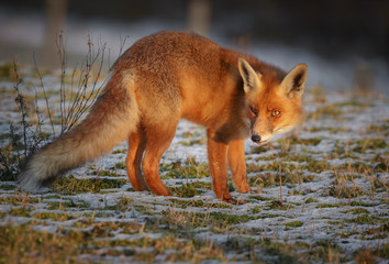 Vixen in late evening light