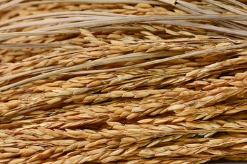 paddy grains