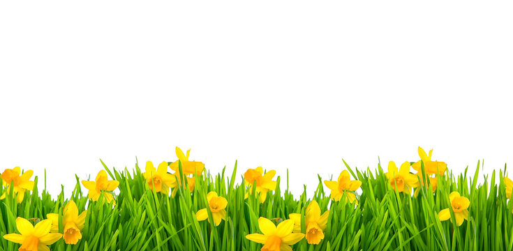 Frohe ostern Narzissen