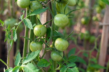 growing tomatoes