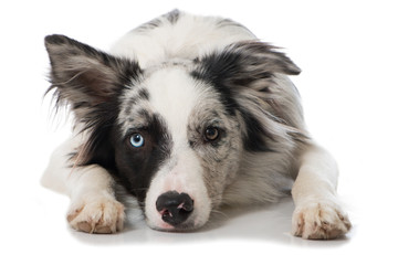 Junger Border Collie