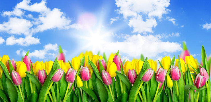 Tulpenfeld Images – Browse 68 Stock Photos, Vectors, and Video | Adobe ...