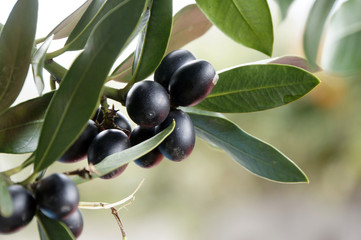 schwarze, reife Oliven